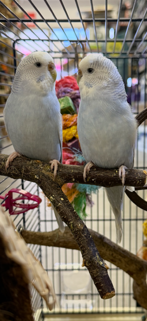 Undulat unge (Melopsittacus Undulatus)